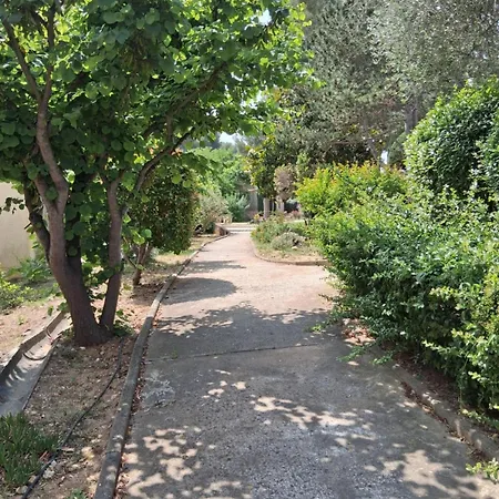Les Pins De La