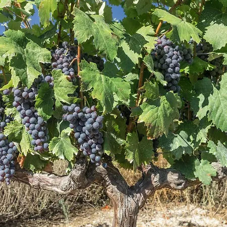 Apartment Les Pins De La *